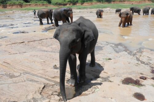 promenade à dos d'éléphants