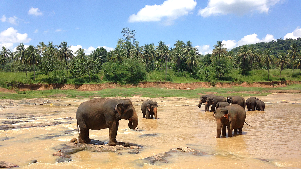 Elephant Orphanage à Pinnewala
