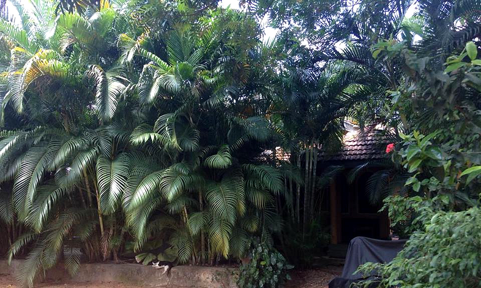 Guesthouse cachée derrière la verdure à Dambulla