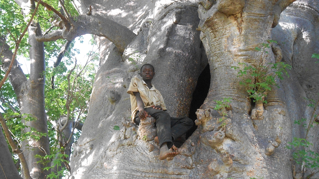La maison Baobab