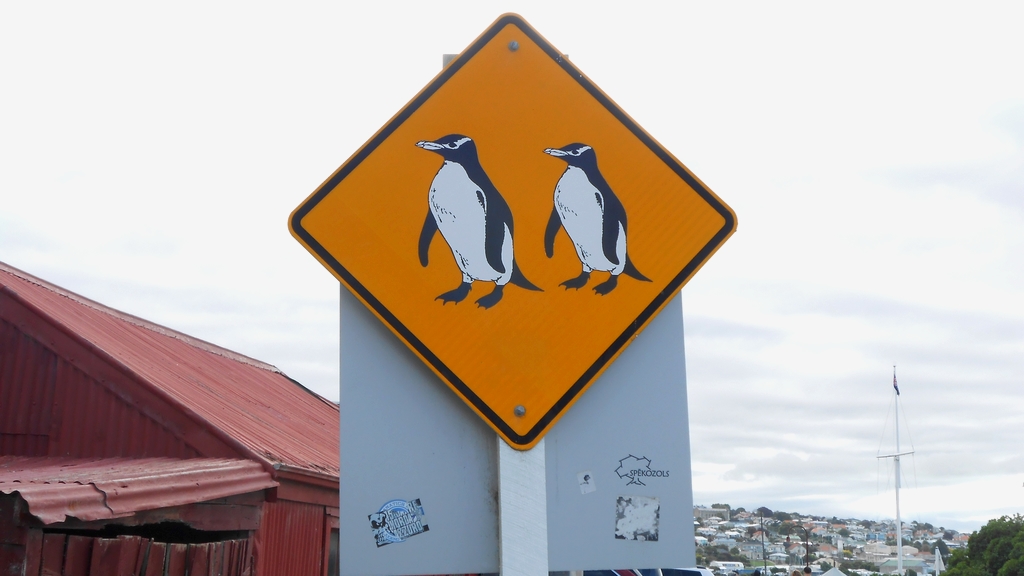 oamaru blue penguin colony