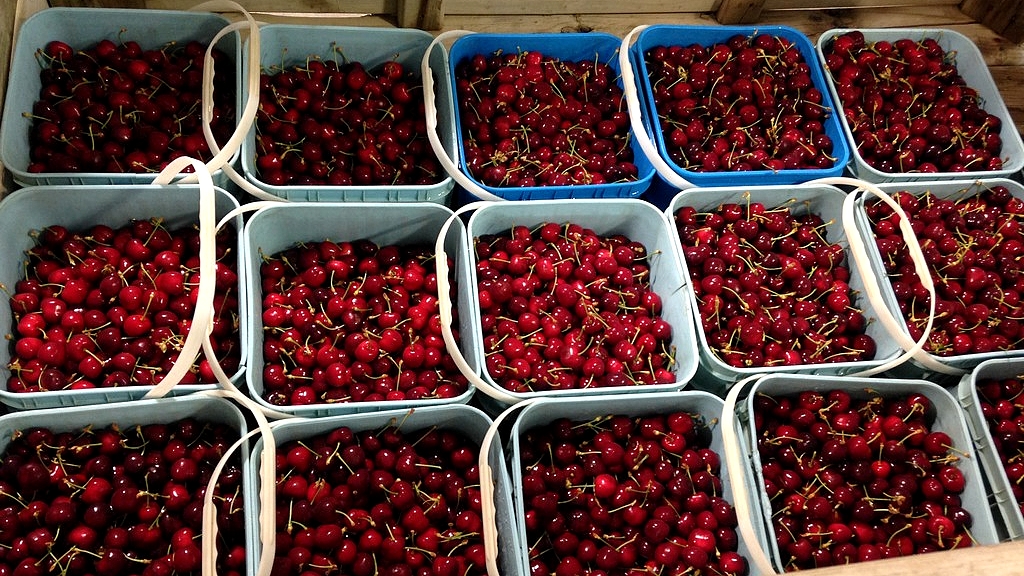 les cerises