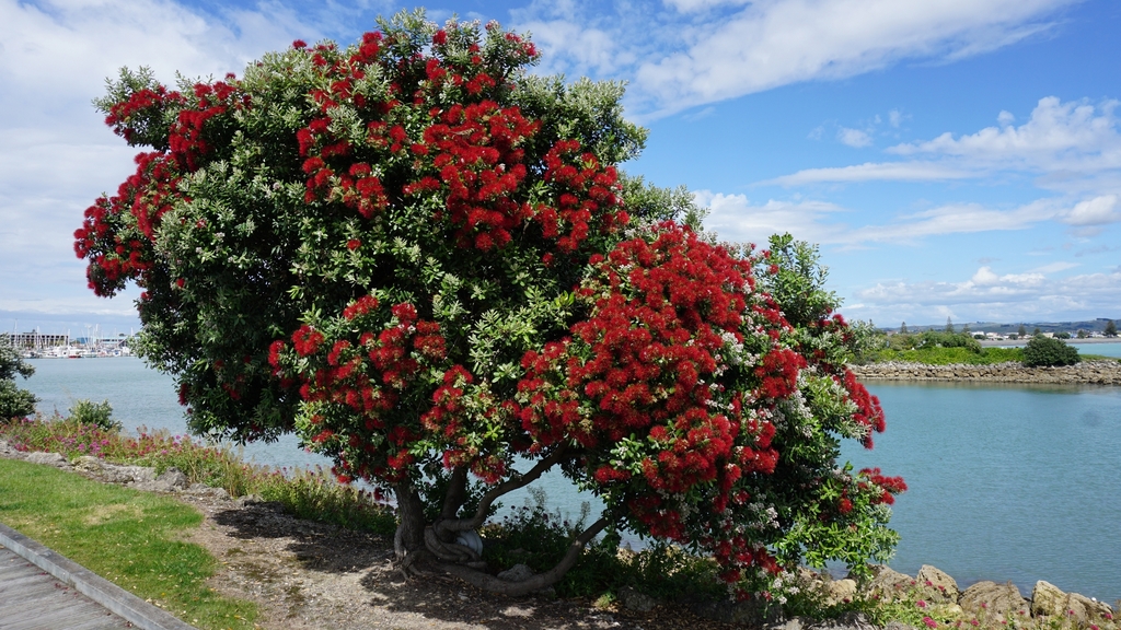 Le pohutukawa anecdotes nouvelle-zélande