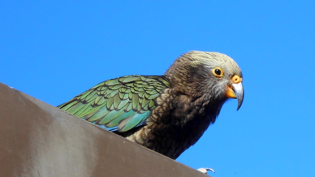 kea