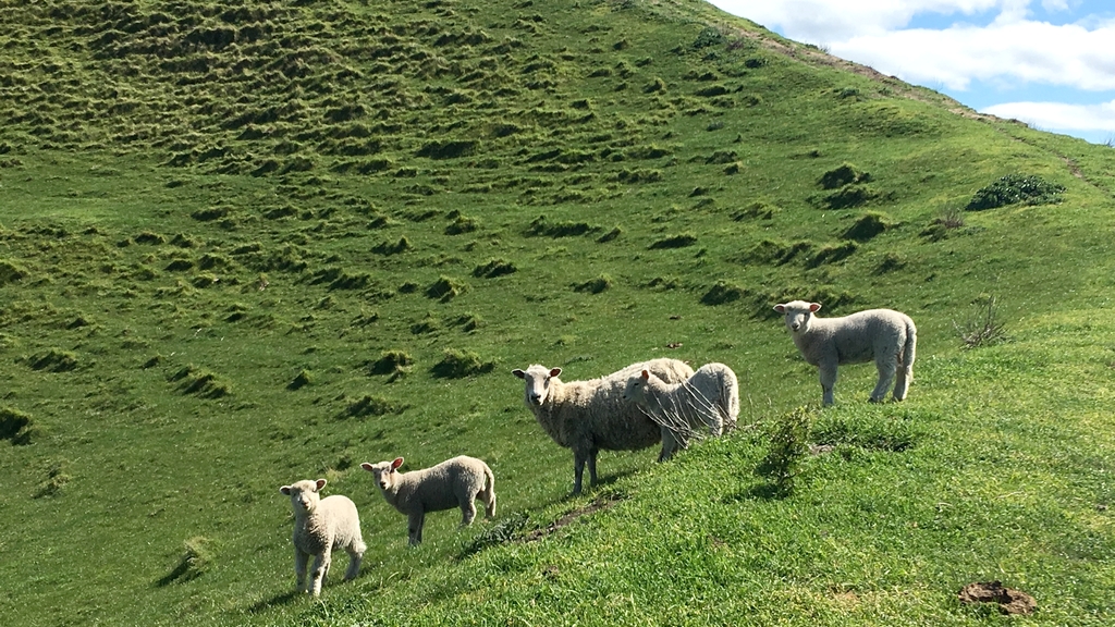 Mouton en NZ anecdotes nouvelle-zélande